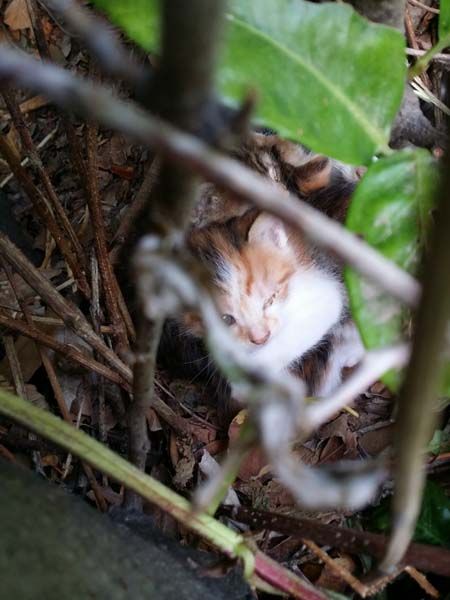 les chatons le 29 mai
